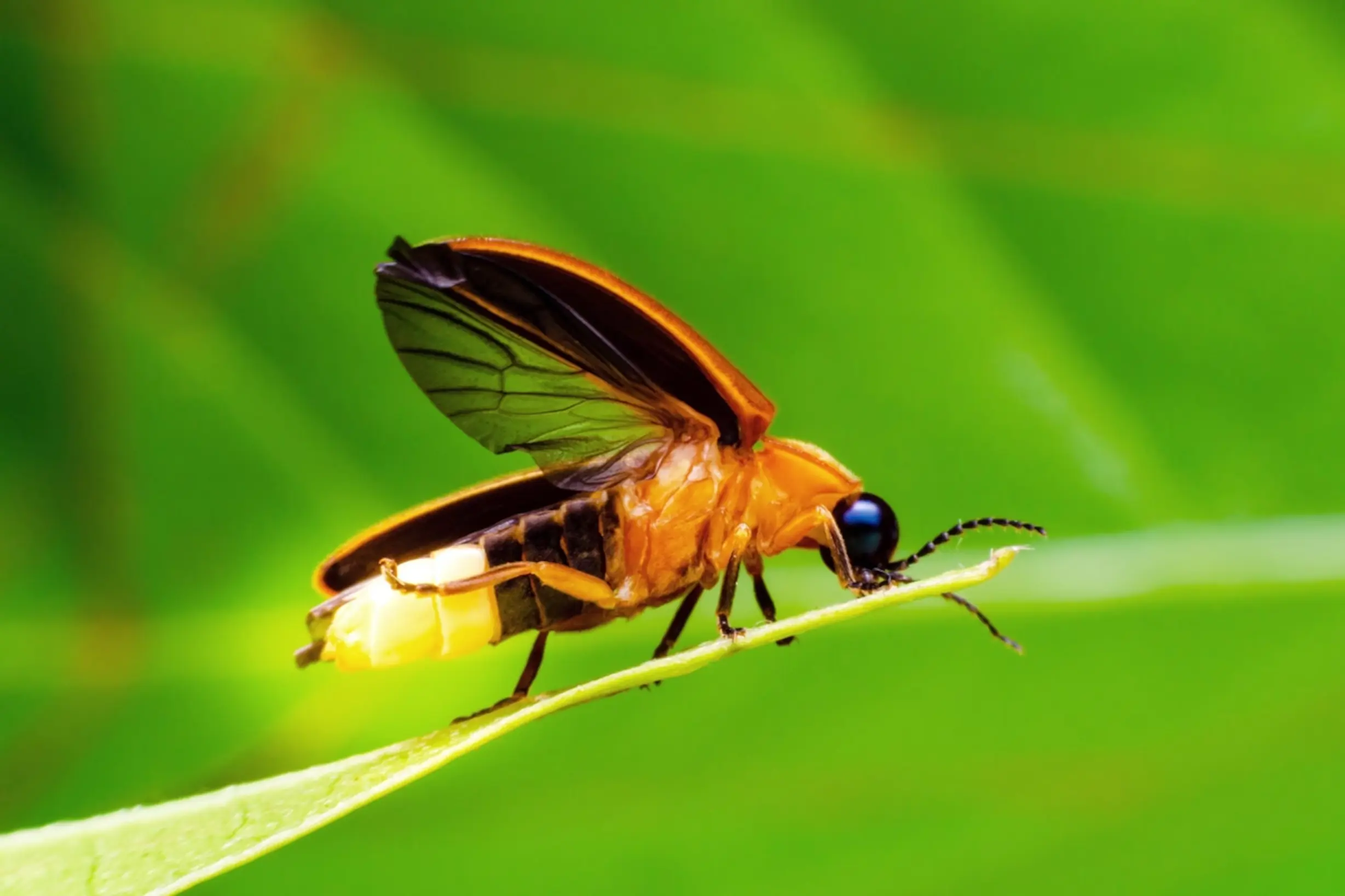 Fireflies Special Camping & Night trail
Open batches for all at Valane, Mulshi