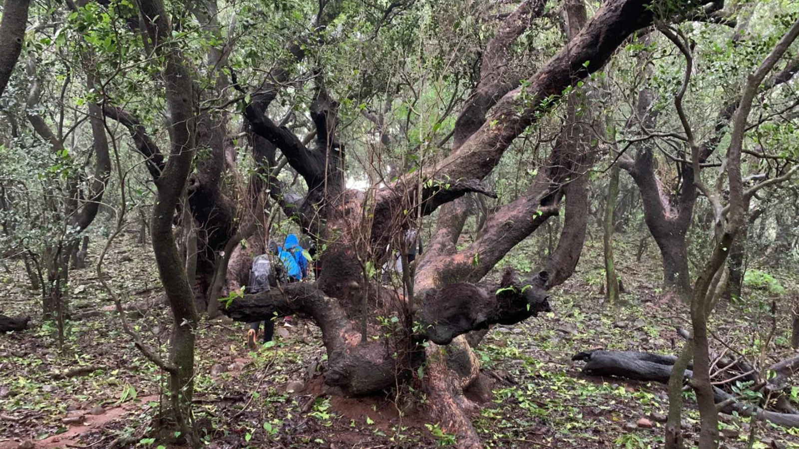 Kusur Plateau Trek