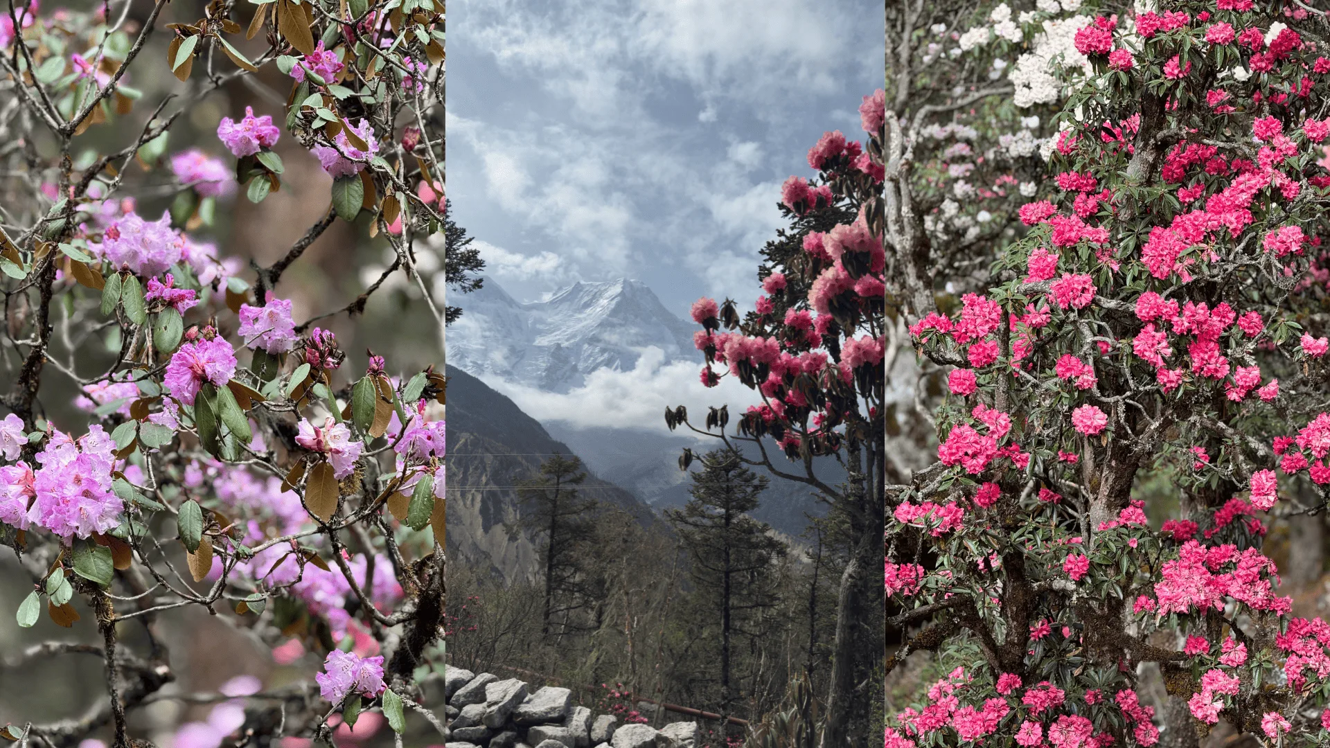 Manaslu Circuit Trek 
