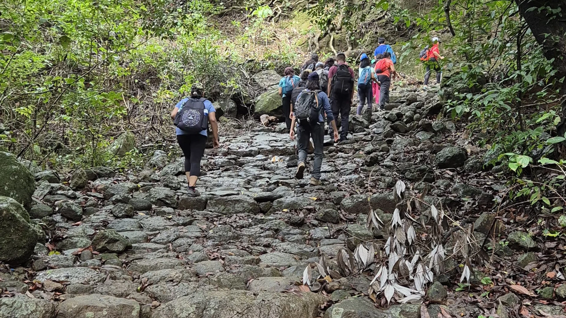 Bhorgiri To Bhimashankar Jungle Trek