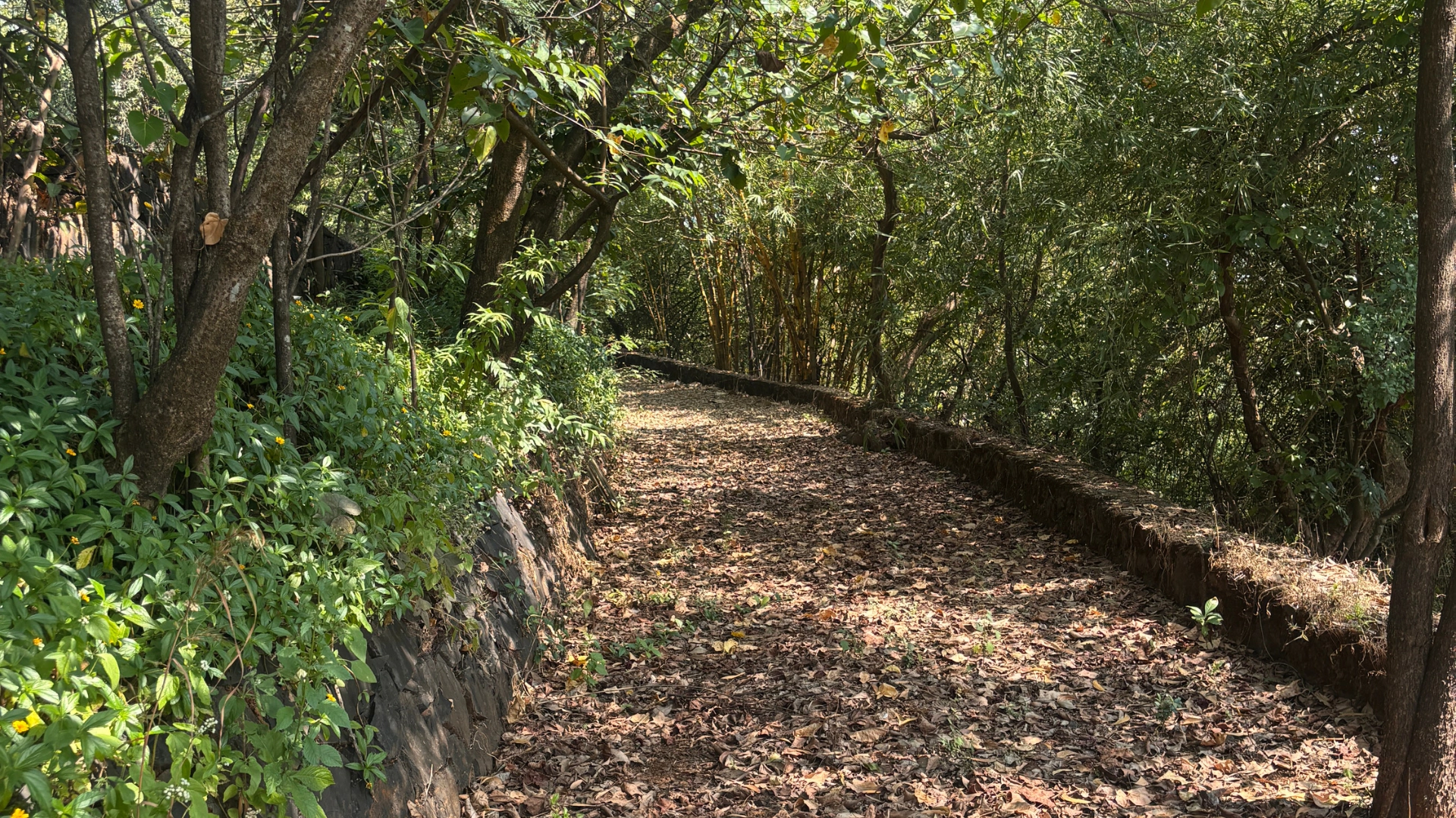 Nature Walk at GGIM Valane Campsite
With Ushaprabha Page (Founder, Girpremi)