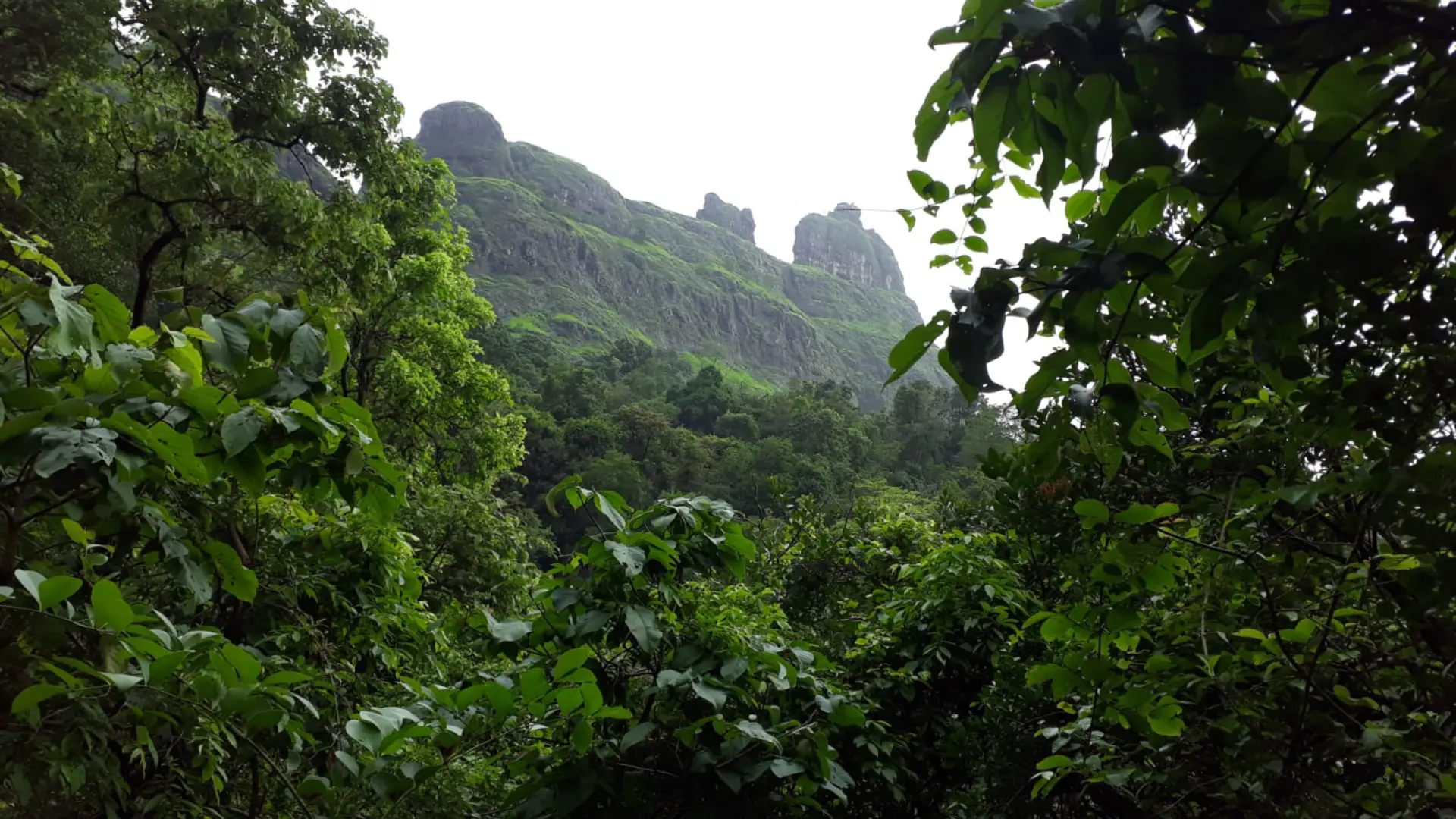 Offbeat: Khandas To Bhimashakar Trek
(Ascent via Shidichi Vaat; Descend via Ganesh Ghat)