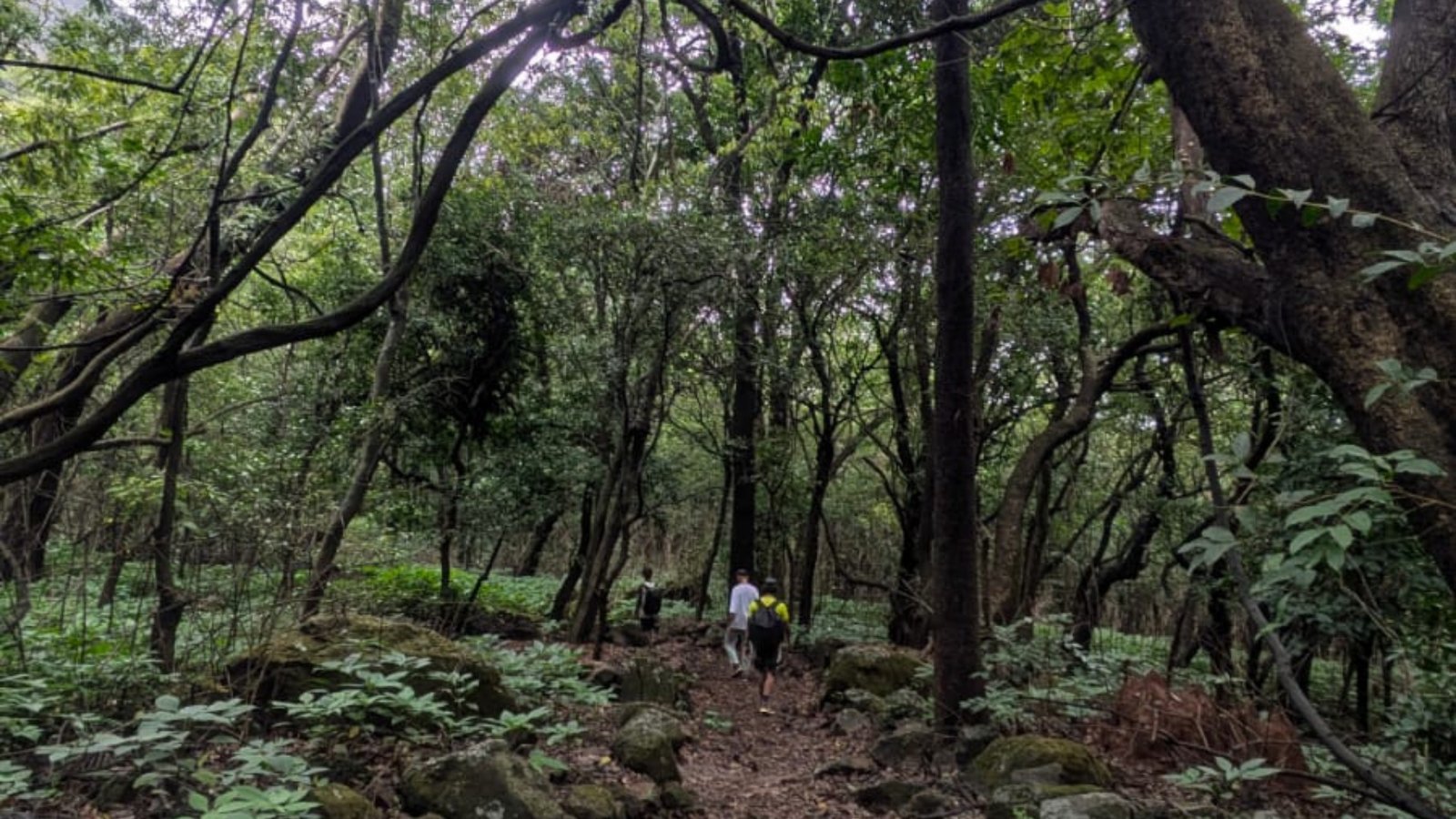 Offbeat: Khandas To Bhimashakar Trek
(Ascent via Shidichi Vaat; Descend via Ganesh Ghat)