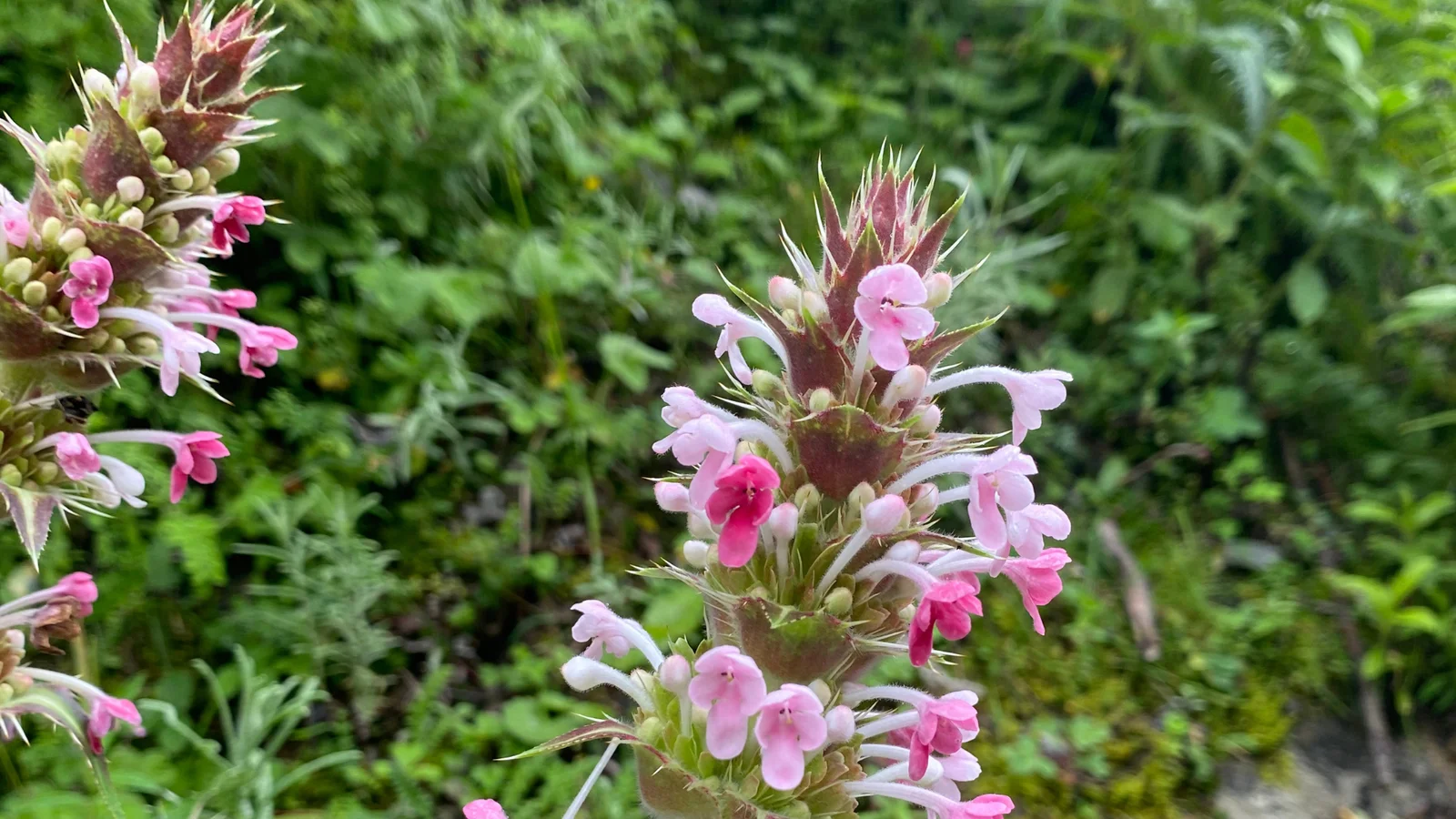 Valley of Flowers and Hemkund Sahib