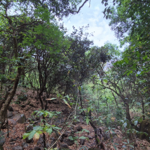 Mahabaleshwar To Dare Jungle Trek (4)