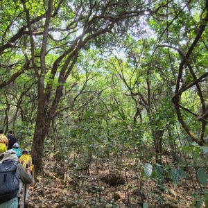 Mahabaleshwar To Dare Jungle Trek (5)