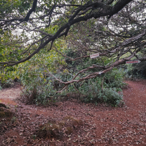 Raireshwar To Koleshwar trek (5)
